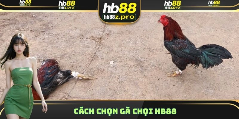 Cách Chọn Gà Chọi HB88 – Dấu Hiệu Nhận Biết Chính Xác