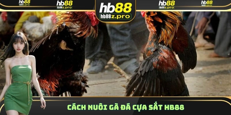 Cách Nuôi Gà Đá Cựa Sắt HB88 – Thực Đơn Dinh Dưỡng Chi Tiết