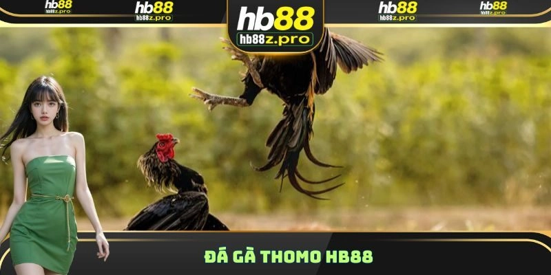 Đá Gà Thomo HB88 – Sân Chơi Siêu Thú Vị Nhận Thưởng Lớn