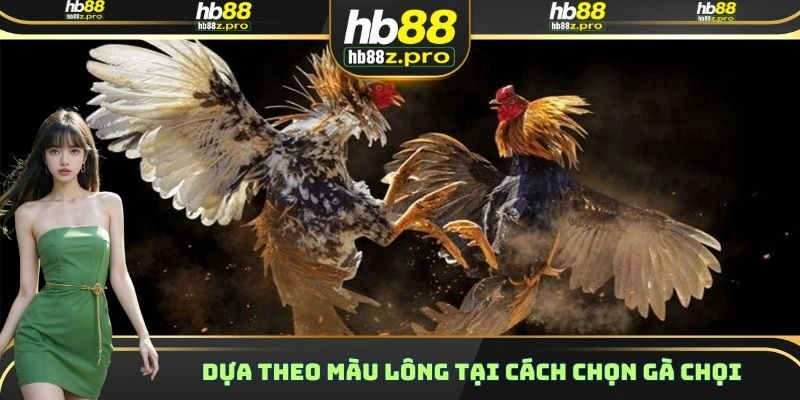 Dựa theo màu lông tại cách chọn gà chọi