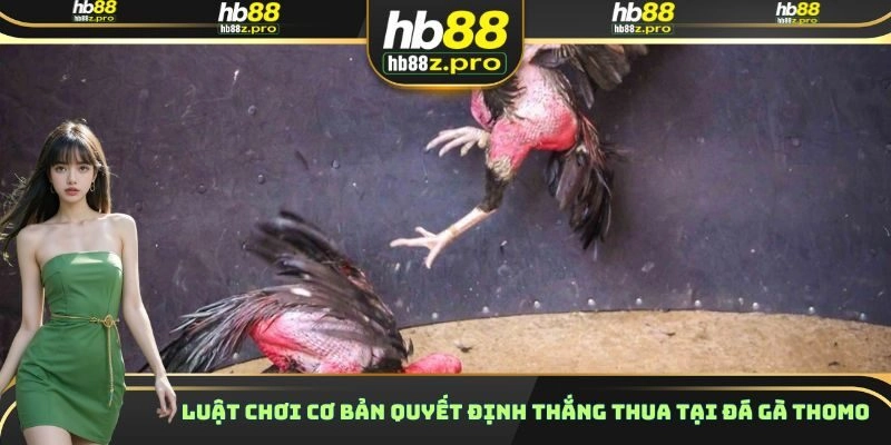 Luật chơi cơ bản quyết định thắng thua tại đá gà Thomo