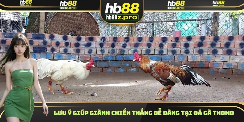 Lưu ý giúp giành chiến thắng dễ dàng tại đá gà Thomo