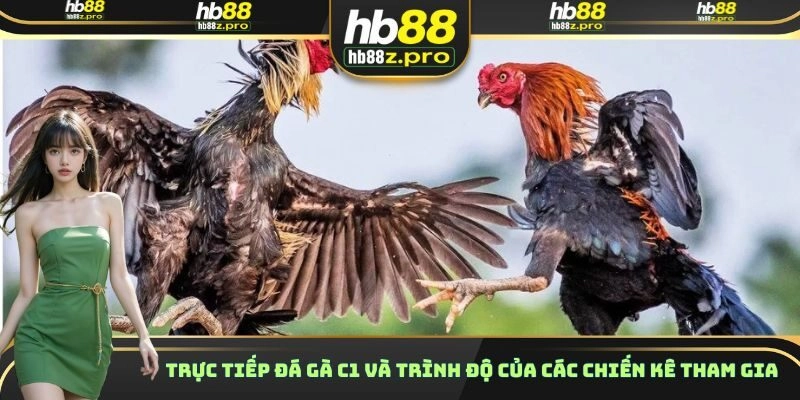 Trực tiếp đá gà C1 và trình độ của các chiến kê tham gia