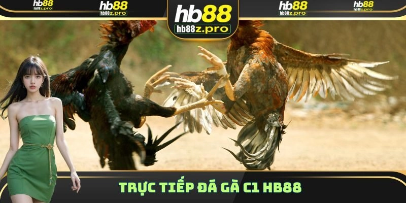 Trực Tiếp Đá Gà C1 HB88 – Lưu Ý Để Giành Chiến Thắng