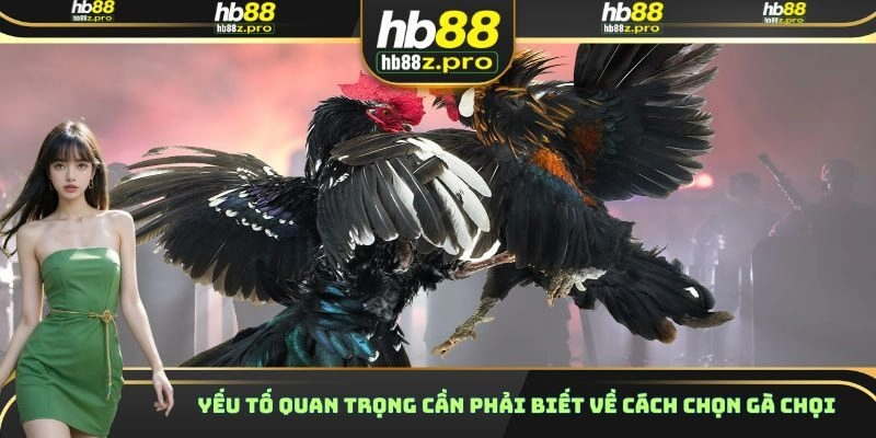 Yếu tố quan trọng cần phải biết về cách chọn gà chọi